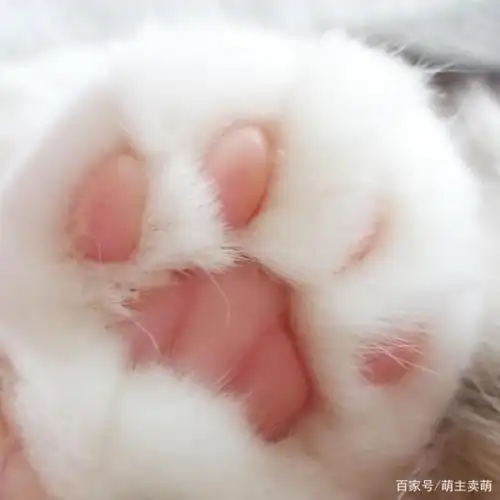 被这只拥有一双粉嫩小萌jio而爆红网络的小折耳猫咪爪爪图萌化了