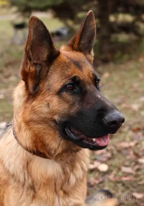 德国牧羊犬阿尔萨斯狼犬