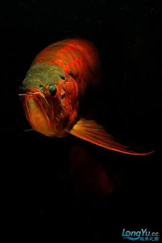 我所见过的最美丽的龙鱼摄影,深海龙王!