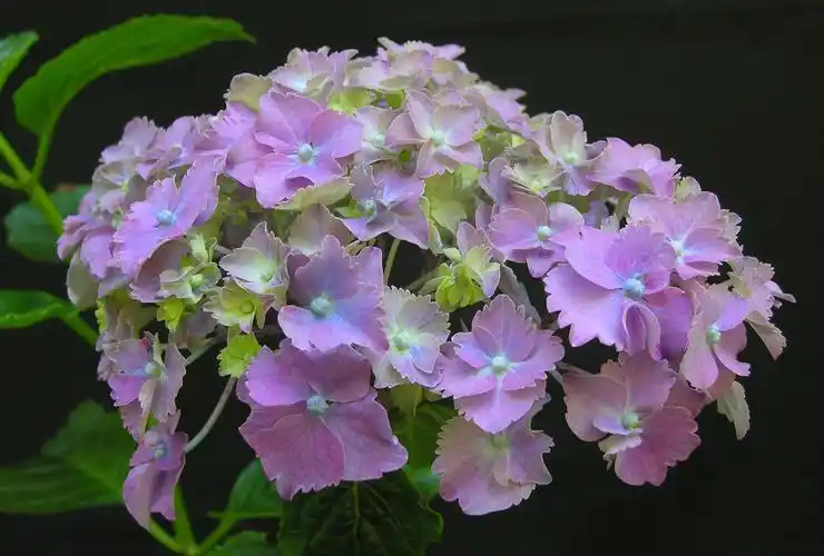 award-winning hydrangeas