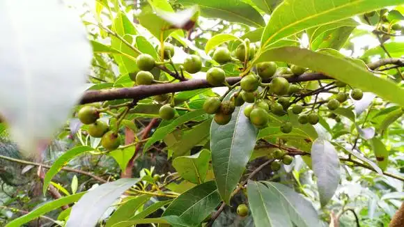 木香子 - 求真百科