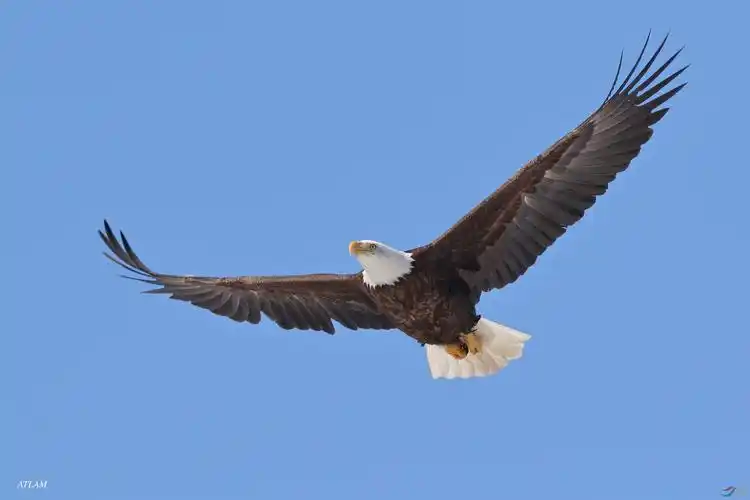 bald eagle～白头海雕～我也凑个热闹.