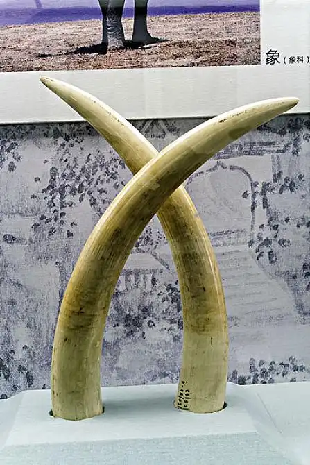 象牙图片_象牙高清图片_全景视觉