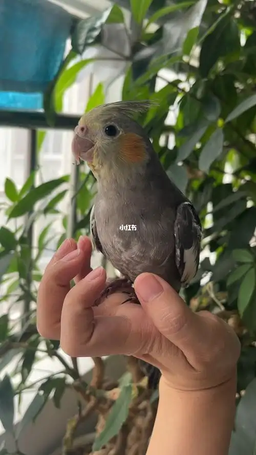 4个月的原始灰玄凤鹦鹉帮看公母谢谢