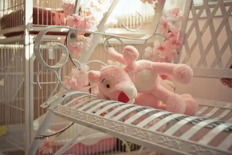 标题:20181231猫曰 第三次游记——粉红豹