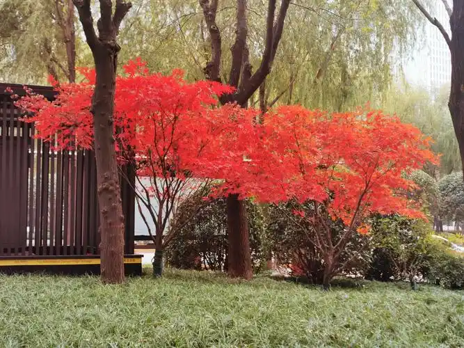 红枫树(红枫树图片大全)