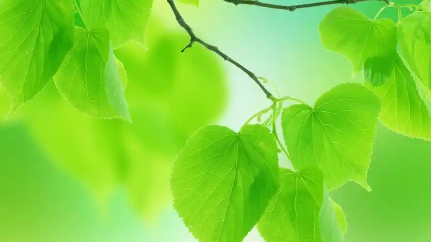 47m上传时间:2020-06-16壁纸标签:护眼壁纸封面图护眼壁纸【423】壁纸