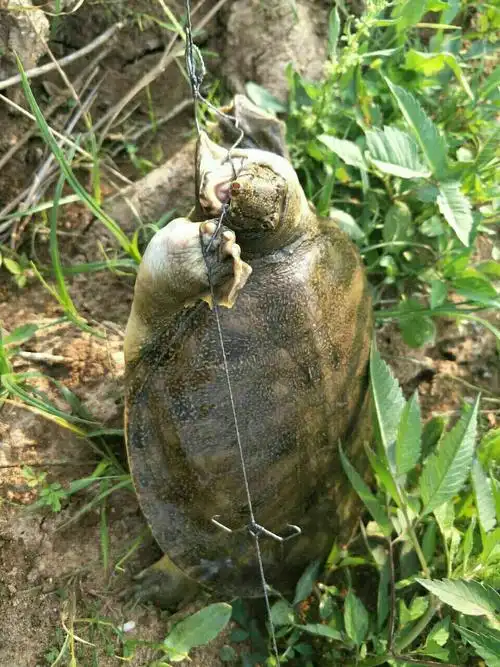 货多任性,长期大量提供野生甲鱼货源