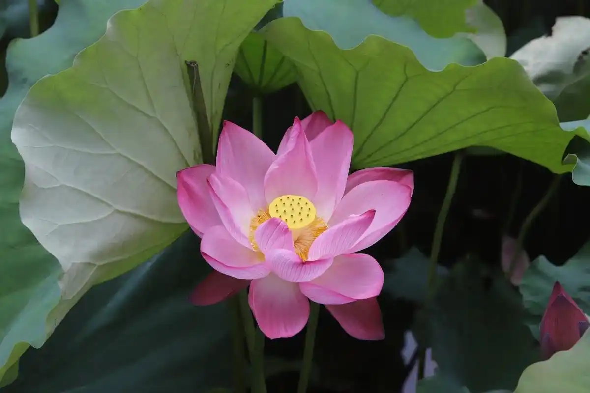 充满活力的自然之美,荷花盛开时,犹如大自然的一幅生