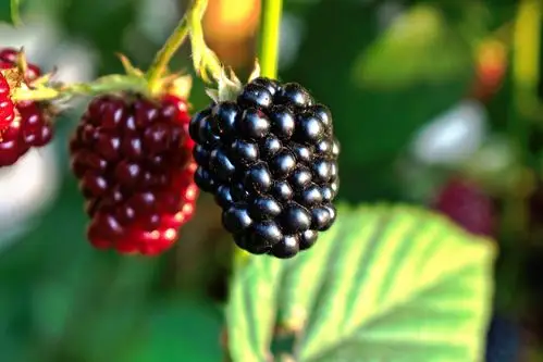 [缤纷谷黑莓] 你了解水果黑莓中含有的18种氨基酸吗?_治疗