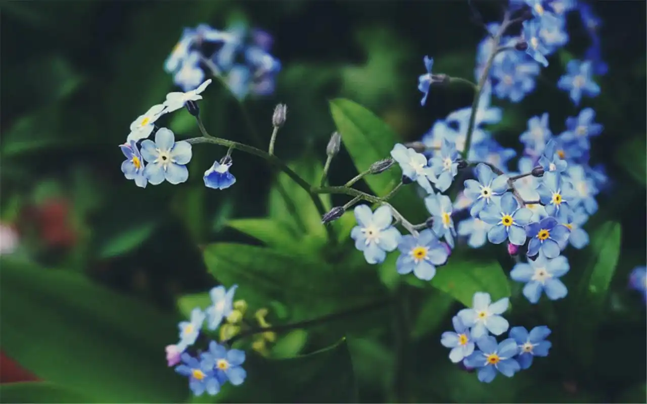 清新户外绿植高清电脑桌面壁纸