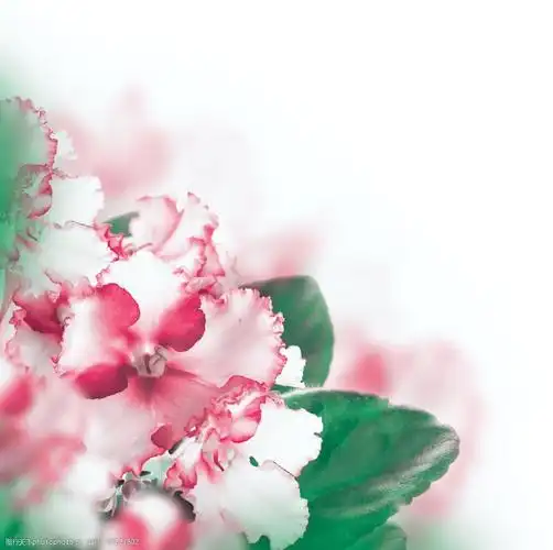 鲜花背景素材图片