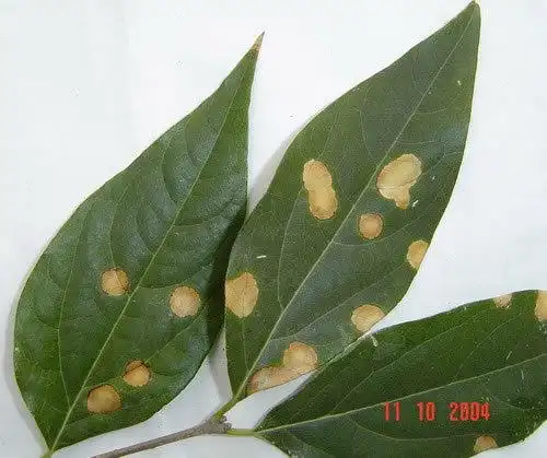 蜡梅69叶斑病#冬青卫矛69的叶斑病6,炭疽病:是一种真菌性病害,常