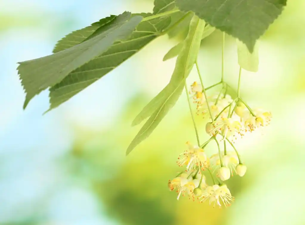 花园里的椴树花的分支