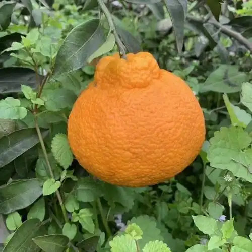 成都蒲江丑柑不知火丑橘丑桔丑八怪孕妇应季水果大果核心产区