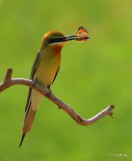 栗喉蜂虎中国最美丽的鸟