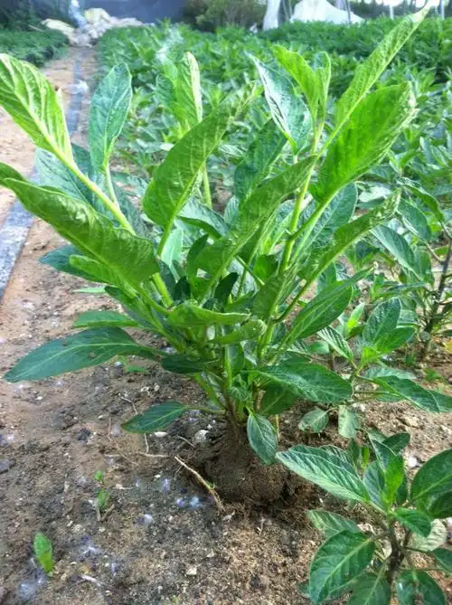 人参果盆栽树苗人参果苗带果发货可食用观室内桌面绿植