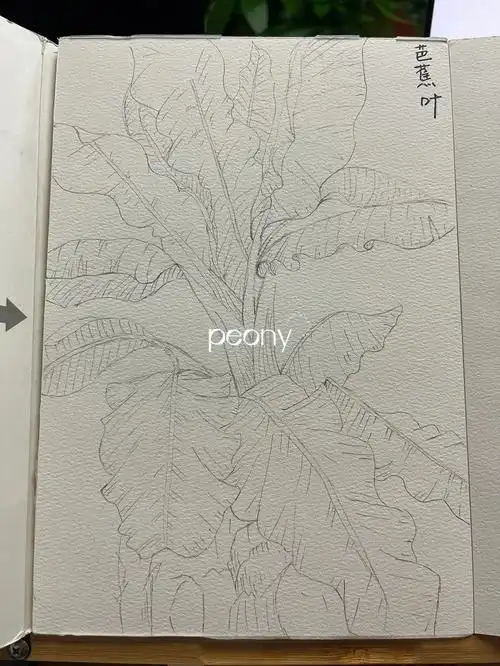 水彩练习10芭蕉叶