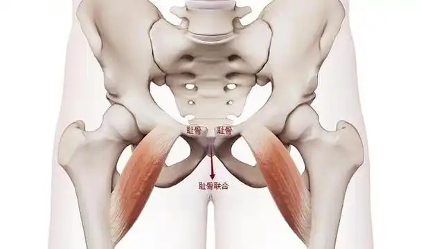 孕妇耻骨疼是哪个部位5招可缓解