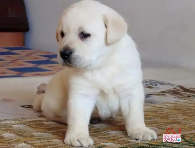 80天高品质拉布拉多幼犬出售