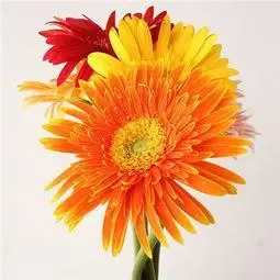 招财头像花小孩-小孩萝莉头像-爱聚微信qq空间大杂烩