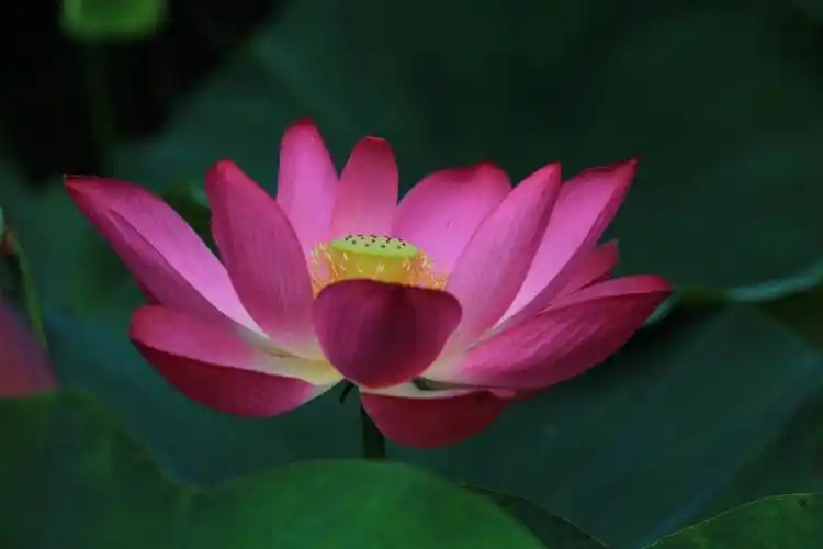 粉红荷花拍不够