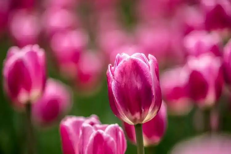 幸运之花 ---郁金香