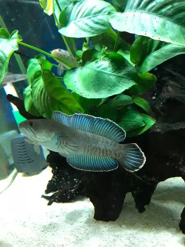 出阿萨姆奶茶雷龙三条