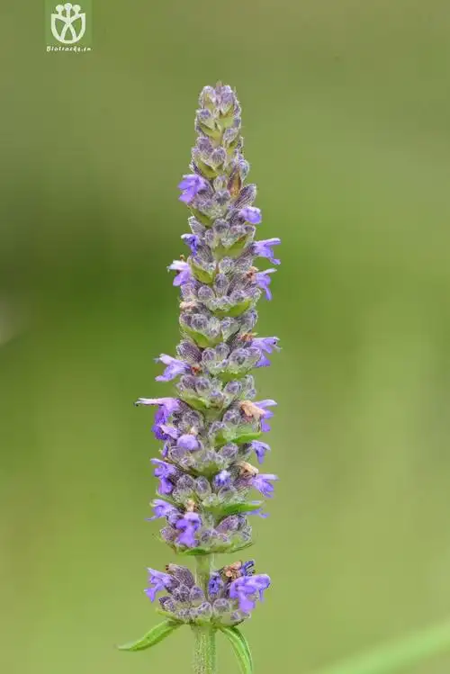 多裂叶荆芥(nepeta multifida) (6).jpg 相邻时间拍摄的照片      张