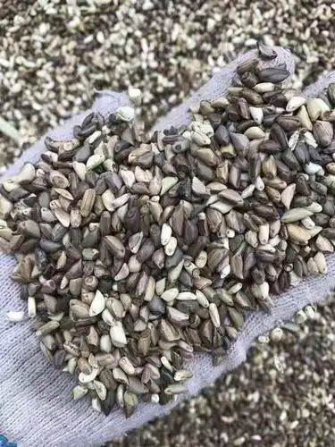 永新县适合做果岭草草种子绿麦草