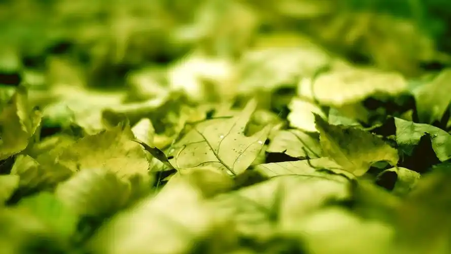 走过绿意小清新绿色1920*1080高清壁纸