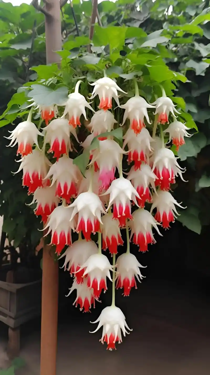 一个个独立又大又粗的昙花树上开满颜色鲜艳的心形的昙花,太美了 - 抖