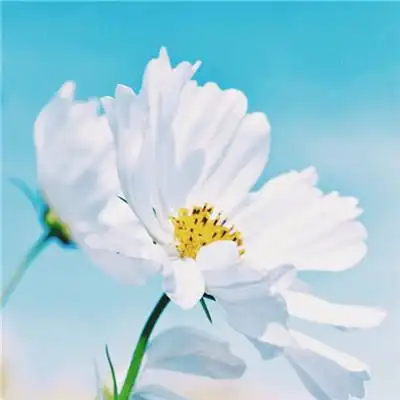 简单干净好看的好运头像