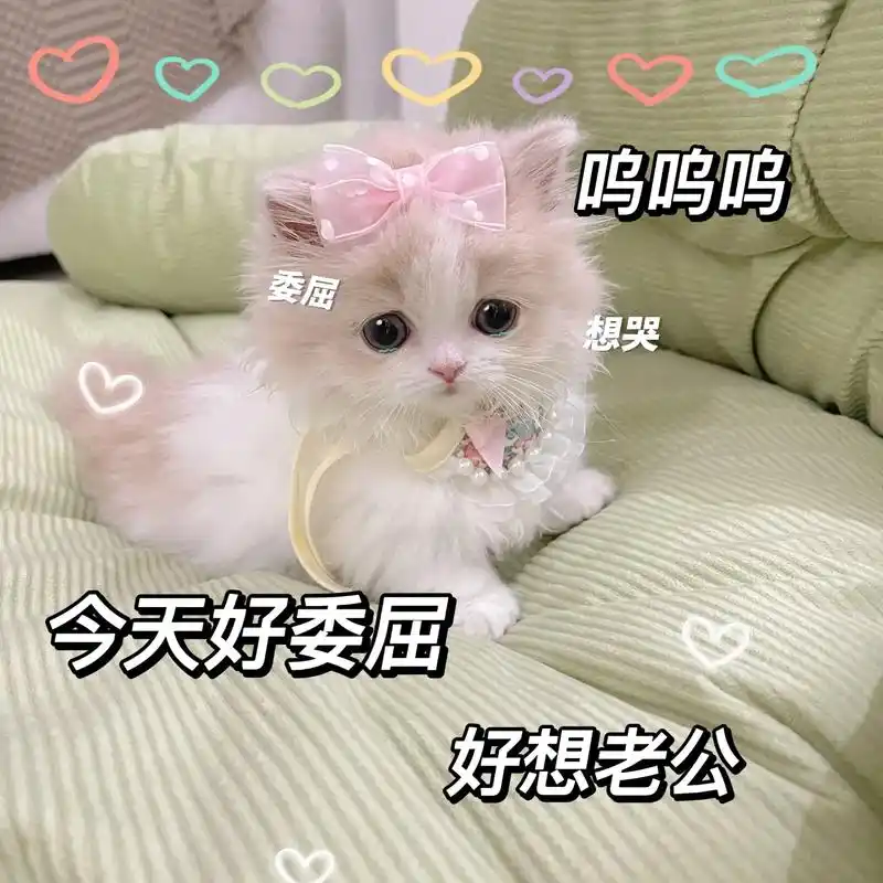 真的好想老公#发给对象表情包 #猫咪表情包 #表情包#情侣表 - 抖音