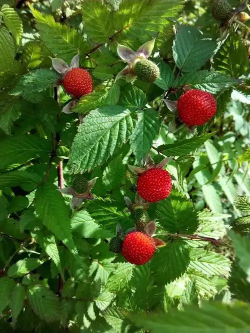农家特产野生高山红莓树莓野生水果草莓覆盆子现挖新鲜树莓苗包邮