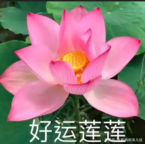 网友晒父母的微信头像:爸爸闲云野鹤风景好,妈妈人比花娇丝巾靓