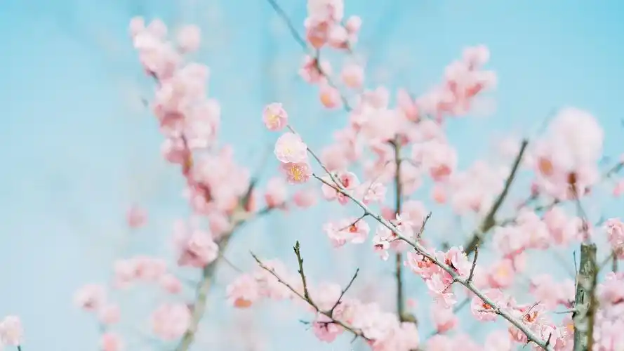 唯美意境,小清新,植物图片,唯美,小清新,花卉,植物,桃花,电脑壁纸