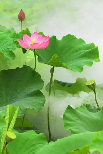 双庙荷花真漂亮