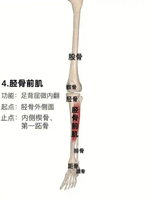 徒手治疗师:小腿肌群 - 简书