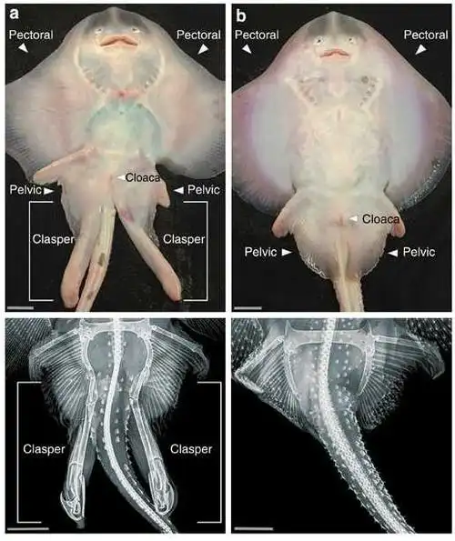 如果有美人鱼,它们如何交配?