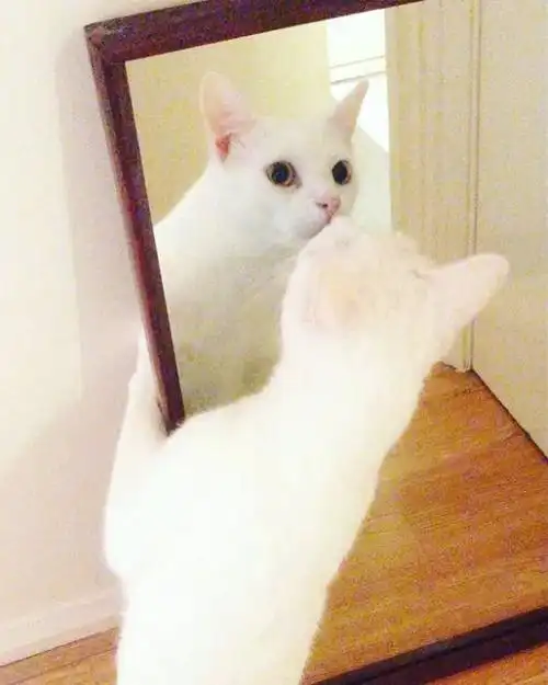 喵星人照镜子的反应好可爱