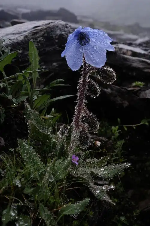 高山植物绿绒蒿