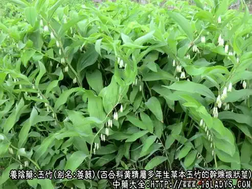 玉竹的功效与作用玉竹图片