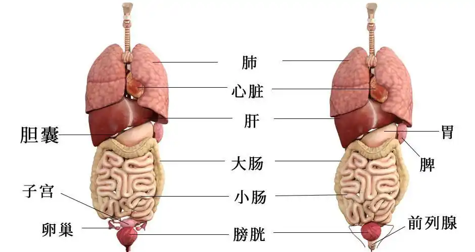 人体五脏六腑器官分布位置