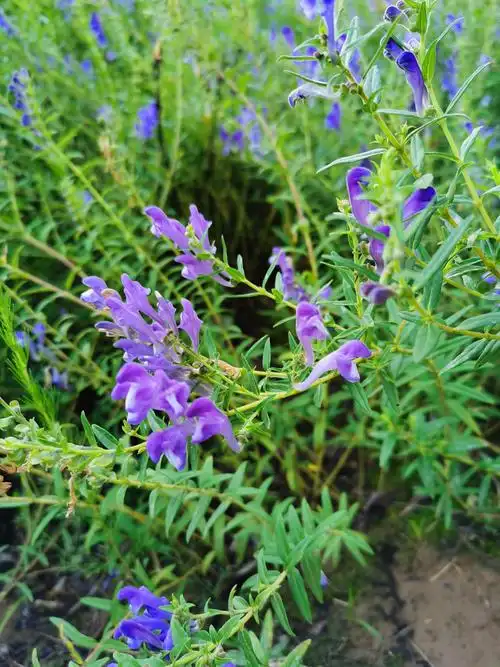 黄芩唇形科黄芩属多年生草本植物根茎入药清心火