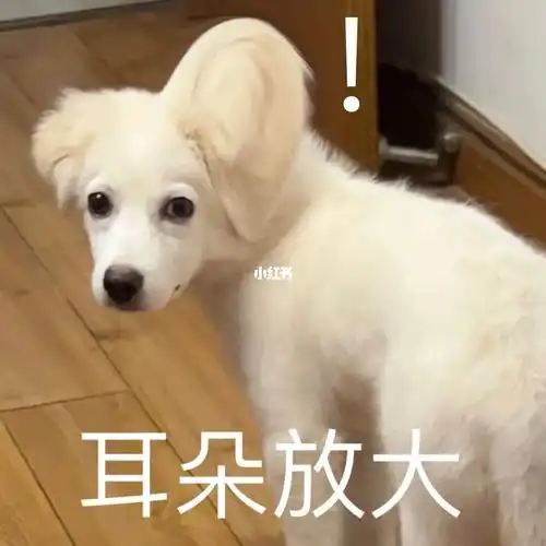 给狗子做的微信表情包上线啦!