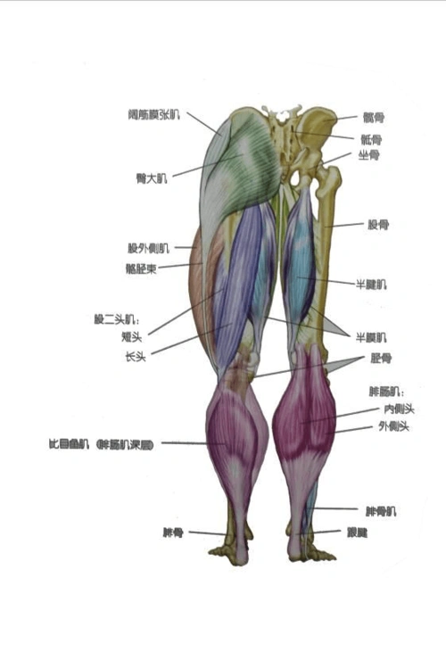 健身教练课程之腿部肌肉练习方法第二节答案