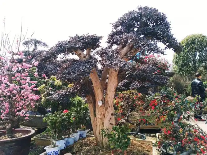 首辉园林∣庭院景观树