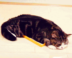 猫咪gif睡觉gif做梦gif摇尾巴gif