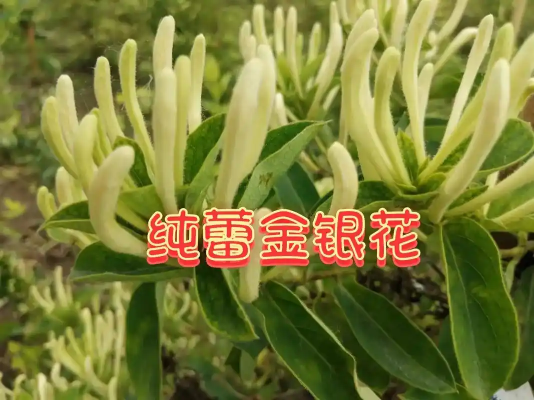 常见金银花品种介绍